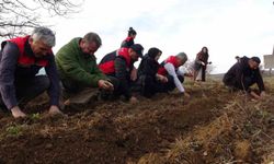 Kastamonu'da kadınlara güç veren proje: 38 bin fide dağıtımı yapıldı