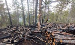 Kesim sahasında yangın paniği: 80 ster çam ağacı zarar gördü