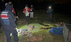 Samsun'da çöp konteynerinde 9 telef olmuş köpek bulundu