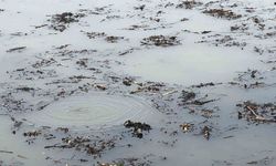 Sapanca Gölü’nden sonra bir korkutan görüntü de Efteni Gölü’nde oluştu