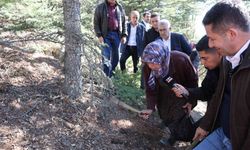 Sedir mantarının geleceği için uyarı: "Her mantar toplanmaz"