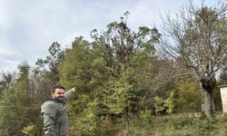 Tırmandıkları ağaçta meşe palamudu yiyen ayılar kamerada