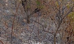 Yaşlı adam, bahçesini temizlerken yangında hayatını kaybetti