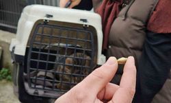 Zonguldak’ta ‘öldü’ sanılan kedi, bacağında mermiyle geri döndü