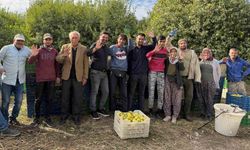Binlerce ailenin geçim kaynağı limonun başkentinde hasat zamanı