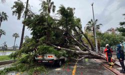 Mersin'de devrilen ağaç, seyir halindeki 3 araca zarar verdi