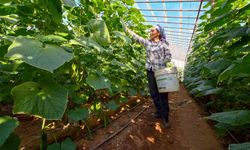 Mersin'de hıyar fidesi desteği Aydıncık'ta hasada dönüştü