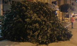 Mersin'de şiddetli rüzgar ağaçları devirdi