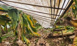 Mersin'de dolu sera çökertti, bahçelere zarar verdi