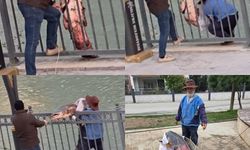 Mersin'de Göksu Nehri'nde yakalanan dev yayın balığı güçlükle kıyıya alındı