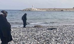 Telef olan caretta caretta halk plajına vurdu