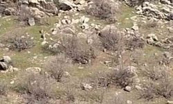 Diyarbakır'da sürü halinde dağ keçileri görüntülendi