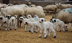 Hayvancılara kritik uyarı: Kuzu ve buzağı bakımında ilk saatler hayati önemde