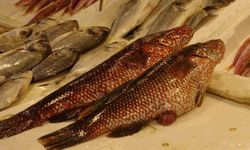 Hint Okyanusu'na özgü 'portakal benekli lagos' Mersin'de tezgaha çıktı