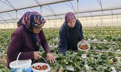 Kadınlar Gününü tarlada çalışarak kutladılar