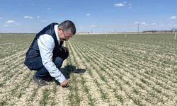 Karapınar'da hububat ekili alanlarda gelişim iyi