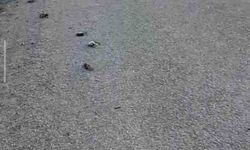 Kastamonu'da onlarca kuş yolda telef olmuş halde bulundu