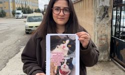 Kedilerini bulana çeyrek altın verecekler