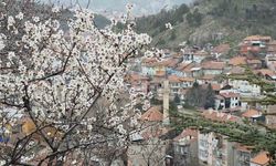 Kütahya'da badem ağaçları çiçek açtı