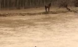 Mardin'de sel sularına giren vatandaş atını kurtardı