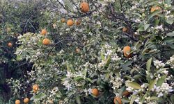 Mersin portakal kokmaya başladı: Dalında kalan ürünler toplanmadan çiçekler açtı
