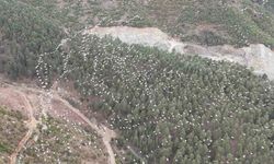 Mersin'de ak pelikanların dansı görsel şölen sundu