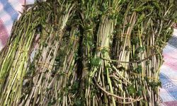 Sarıgöl'de yaban otları paraya dönüştü