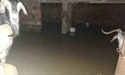 Sel ahırı bastı, 12 keçi ekipler tarafından kurtarıldı