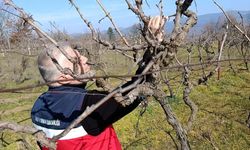 Simav'da yem bitkileri ve hububat ekili alanlarda verim çalışması yapıldı