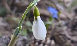 Spil'de kardelenler ikinci kez açtı