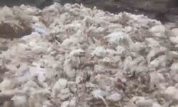 Tarsus'ta ölü tavuklar ormana atıldı