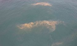 Avcılar kıyılarında tedirgin eden görüntü