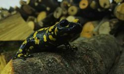 Baharla birlikte Benekli Semenderler çıkmaya başladı; Zarar vermenin bedeli, 557.212 TL