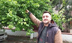 Balıkesir'de ilk erik hasadı yapıldı