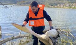 Barajda mahsur kalan pelikan böyle kurtarıldı