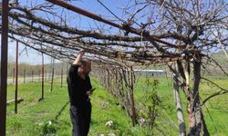 Batman'da ani hava değişimleri meyve bahçelerini vurdu