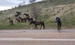 Beypazarı'nda yılkı atları görüntülendi