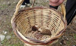 Beyşehir'de doğa tutkunları hem yürüyüş hem de kuzugöbeği için buluştu