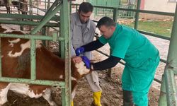 Beyşehir'de hayvan sağlığını koruma çalışmaları