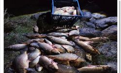 Bolu'da 250 kilo ağırlığındaki 100 canlı sazan balığı kurtarıldı