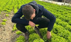 Bu sefer tarladan güzel haber geldi...35 liraya tarladan satılan marul yüzleri güldürdü