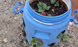 Buldanlı üreticiler atık malzemeleri tarımda değerlendiriyor