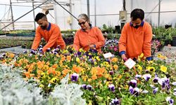 Çiçek Desenleri Günleri için 130 bin dal çiçek yetiştiriliyor