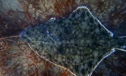 Dip çamuru temizliği İzmit Körfezi'ne yunusları geri getirdi