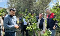 Dolu afeti sonrası hasar tespit çalışmalarına başlandı