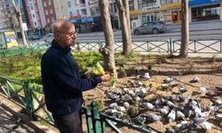 Dükkanının önüne gelen onlarca güvercini doyuruyor