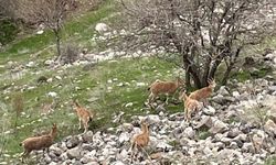 Elazığ'ın tarihi mahallesi Harput'ta dağ keçileri görüntülendi