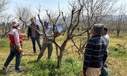 Geçtiğimiz yıl yaşanan zirai donun etkisi ağaçlarda sürüyor
