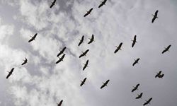 Göç yolculuğunu tamamlayan leylekler, martılarla aynı alanda buluştu