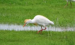 Göçmen kuşlar Muş Ovası'nı süsledi